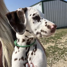 Lt Green - Liver Female - Dalmatian puppy from Splendid Spots Dalmatians