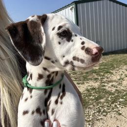 Lt Green - Liver Female - Dalmatian puppy from Splendid Spots Dalmatians