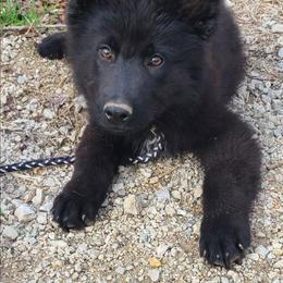Gray Collar Male - Black male German Shepherd puppy in Cadet, Missouri from Working Valley Shepherds
