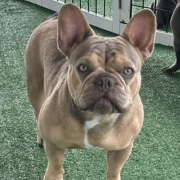 Ruby - French Bulldog