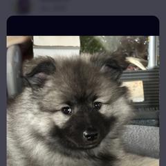 Keeshond Puppies from Hocking Hills Keeshonds