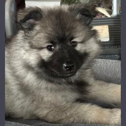 Keeshond Puppies from Hocking Hills Keeshonds