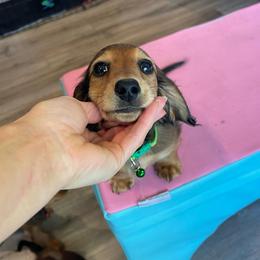 Happy - Red male Dachshund puppy in Federal Way, Washington from TopTeckel Kennels