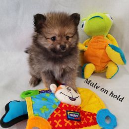 Pomeranians from Sugar Butt Poms