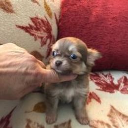 Chihuahua Puppies from Chilove Chihuahuas