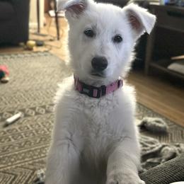 Annie - White female Berger Blanc Suisse puppy in Chestnut, Illinois from Fireside Fernweh