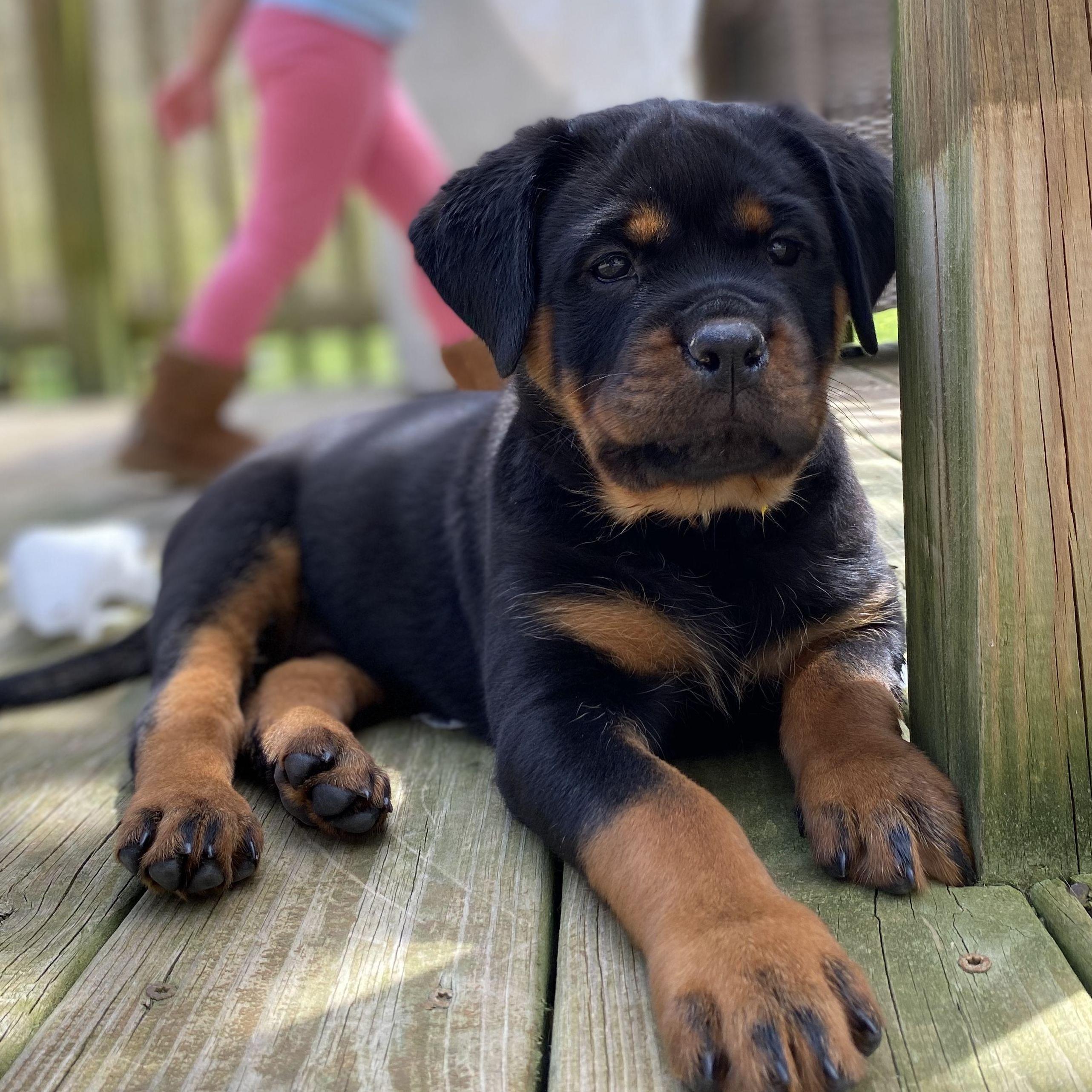 puppy rottweiler laying down 