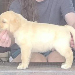 Male 5th Pick - Yellow male Labrador Retriever puppy in Andrews, South Carolina from Leyland Cypress Retrievers