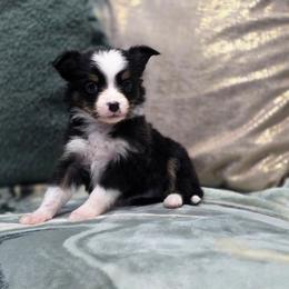 Archer - Black tri male Toy Australian Shepherd puppy in Killen, Alabama from Wilkers Wholehearted Mini Aussies