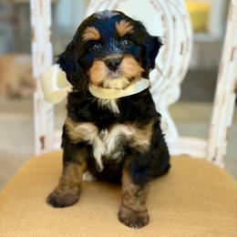 Cove - Tri-color female Bernedoodle puppy in Mapleton, Utah from Natural Doodle Life
