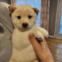Leo - Cream male Shiba Inu puppy in Carpentersville, Illinois from Veronika's Shiba Inus