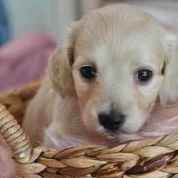 Girl 4 - Cream female Dachshund puppy in Laurel, Mississippi from Kissinger Dachshunds