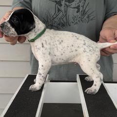 Green Collar Boy - Black and white male Pointer puppy in Youngsville, North Carolina from Dogma Pointers & Bulldogs