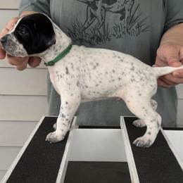 Green Collar Boy - Black and white male Pointer puppy in Youngsville, North Carolina from Dogma Pointers & Bulldogs