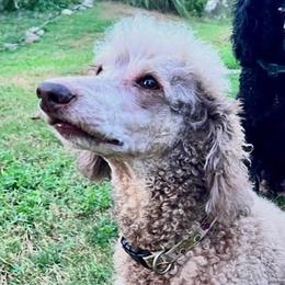 Lincoln - Poodle