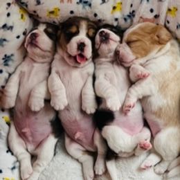 Beagle Puppies from Debra's Beagles