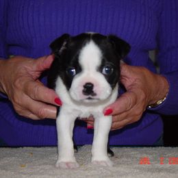 Boston Terrier Puppies from Achates Bostons