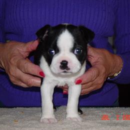 Boston Terrier Puppies from Achates Bostons