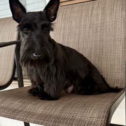 Danna - Scottish Terrier