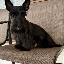 Danna - Scottish Terrier