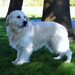 Kodiak - Golden Retriever