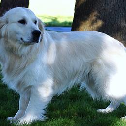 Kodiak - Golden Retriever