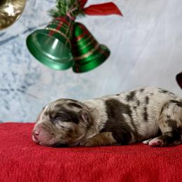 Nadia - Red merle female Australian Shepherd puppy in West Union, Iowa from Boundless Hearts Australian Shepherds LLC