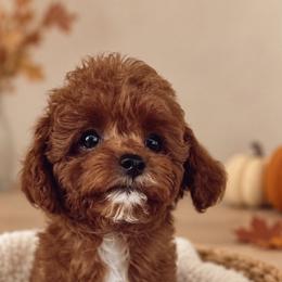 Millie - Red female Maltipoo puppy in Connecticut from Gracie Doodle