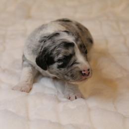 Aussiedoodle Puppies from Aspen River Doodles