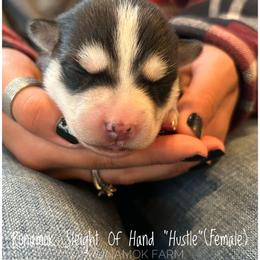 Runamok Sleight Of Hand - Hustle - Black and white female Pomsky puppy in St. Maries, Idaho from Runamok Farm