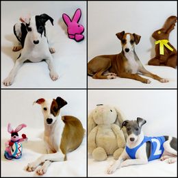 Italian Greyhound Puppies from Divine Italian Greyhounds