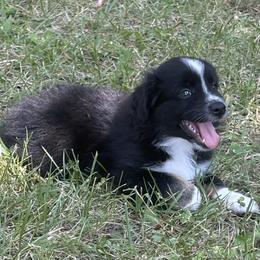 Zach - Black tri male Miniature Australian Shepherd puppy in Signal Mountain, Tennessee from D & D Miniature and Toy Australian Sheppards