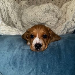 Scarface - Red male Dachshund puppy in Nuevo, California from Weenie Hut Jrs