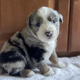 Miniature Australian Shepherds from Nasser Mini Aussies