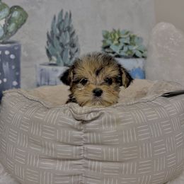Morkie Puppies from Smart Farms