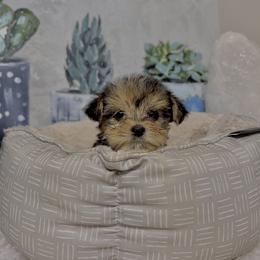 Morkie Puppies from Smart Farms
