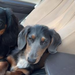 Muffin - Dachshund