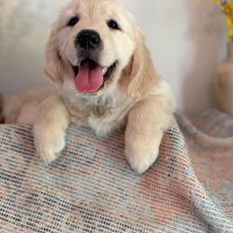 Cotton - Light golden female Golden Retriever puppy in Wisconsin Rapids, Wisconsin from Clementi Ranch Golden and Poodle