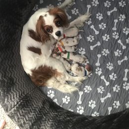 Cavalier King Charles Spaniel Puppies from Christina’s Cavaliers