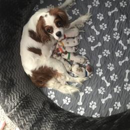 Cavalier King Charles Spaniel Puppies from Christina’s Cavaliers