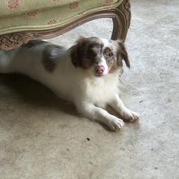 Jimmy - Dachshund