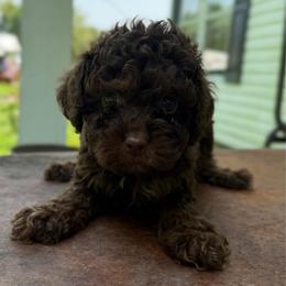 Chai - Brown white and tan female Cockapoo puppy in Albany, Kentucky from Windy Pines Farm