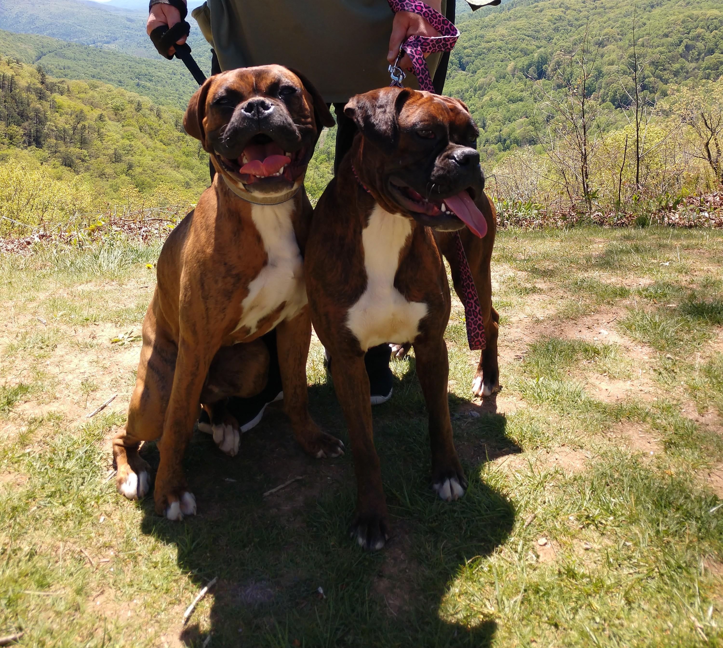 Whynot Blue Ridge Mountain Boxer's in North Carolina | Boxer puppies ...