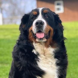 Opel - Bernese Mountain Dog