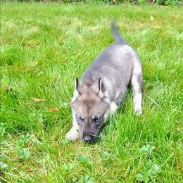 AKC Penelope - Agouti and white female Siberian Husky puppy in Cedarville, Ohio from Evereve Kennels
