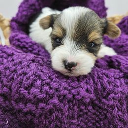 Yorkshire Terrier Puppies from Lady A's Yorkies