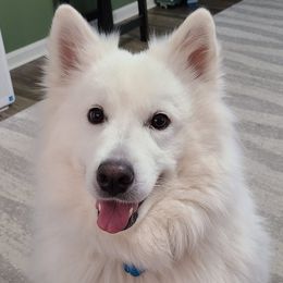 Samoyed All Grown Up from Stirling Silver Samoyeds