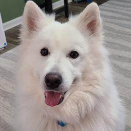 Samoyed All Grown Up from Stirling Silver Samoyeds