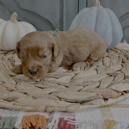 George - Red male Cavapoo puppy in Beresford, South Dakota from DAKOTA DOOD RANCH