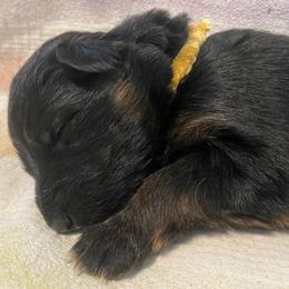 German Shepherd Puppies from Faith Shepherds